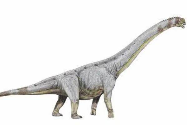 原创巴基龙泰坦巨龙类恐龙蜥脚类恐龙中最大最重的恐龙