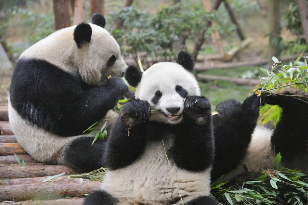 繁殖周期长,后代数量少等因素,自然情况下大熊猫的数量一旦减少过多
