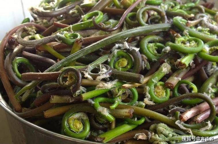 贵定四绝,其中一绝是和恐龙同时代的珍稀两栖有尾动物_薇菜_娃娃鱼