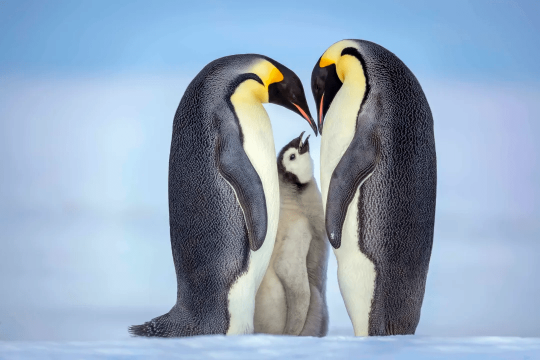 企鹅的育儿袋长啥样图片