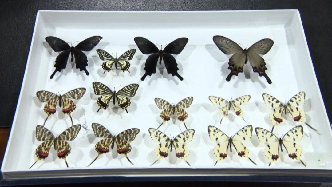 生物多样性在身边 探访常州城里的 羽化成蝶 蝴蝶 幼虫 中国科学院