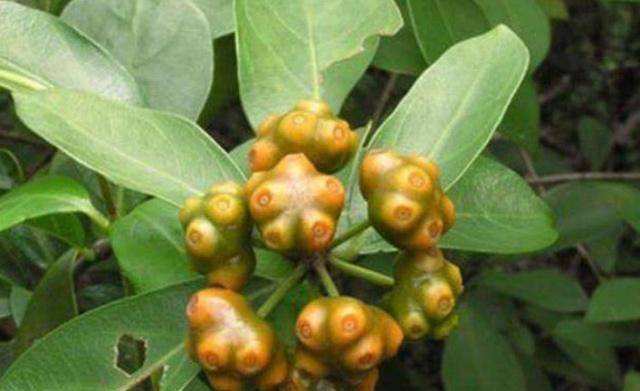 老师们讲到的那种鸡的眼睛构造图