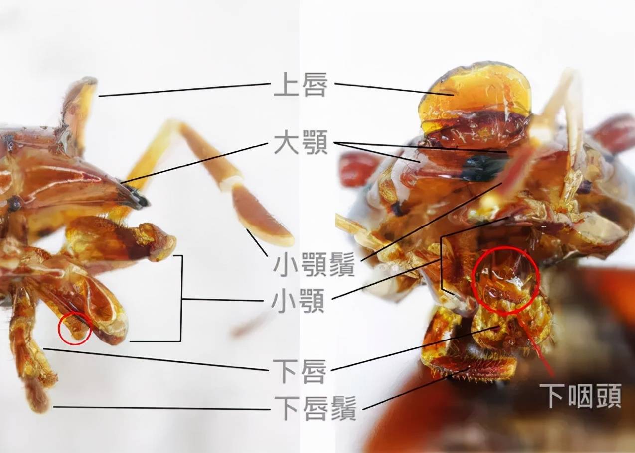 除了传播疾病之外,蟑螂那套原始的咀嚼型口器,可以把任何适口的物品