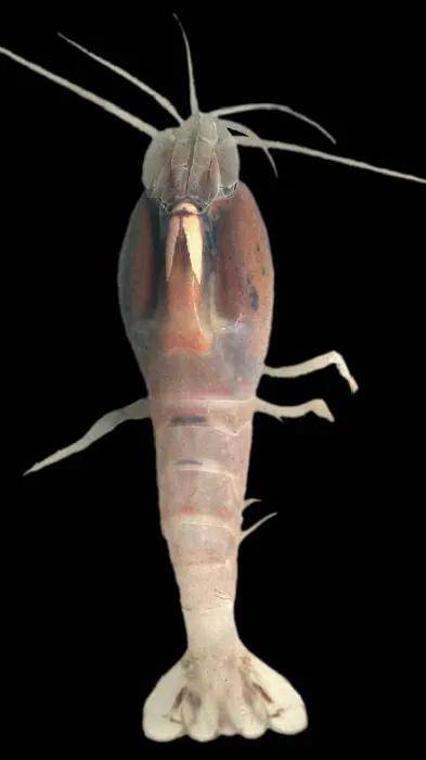 大约有2%的火山盲虾还是会意外烫死一命呜呼,但这个数字已经比其它没