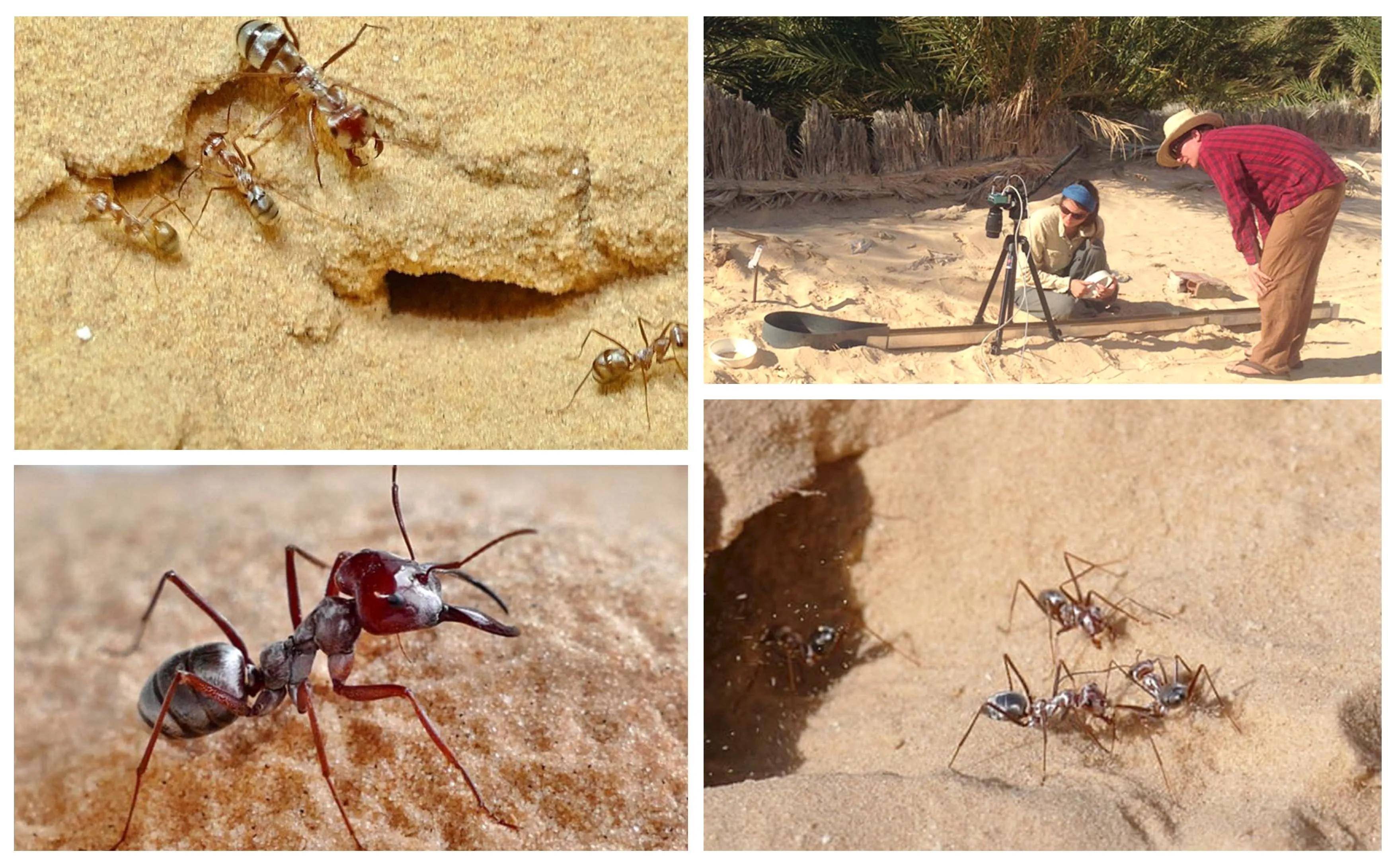 这些关于蚂蚁的惊人事实，或许将刷新你对蚂蚁的认识 - 移动医疗专区 - 生物谷