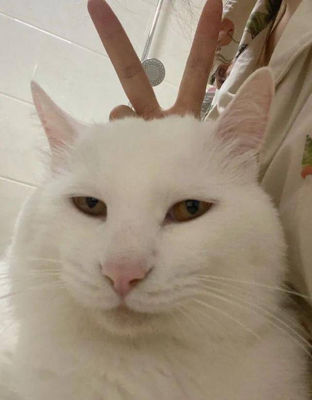 瞧瞧这眼神,三分讥诮