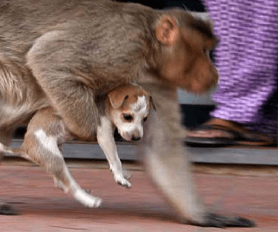 Revengeful Monkeys Killing 250 Dogs in Maharashtra Have Inspired Gang War  Memes - News18