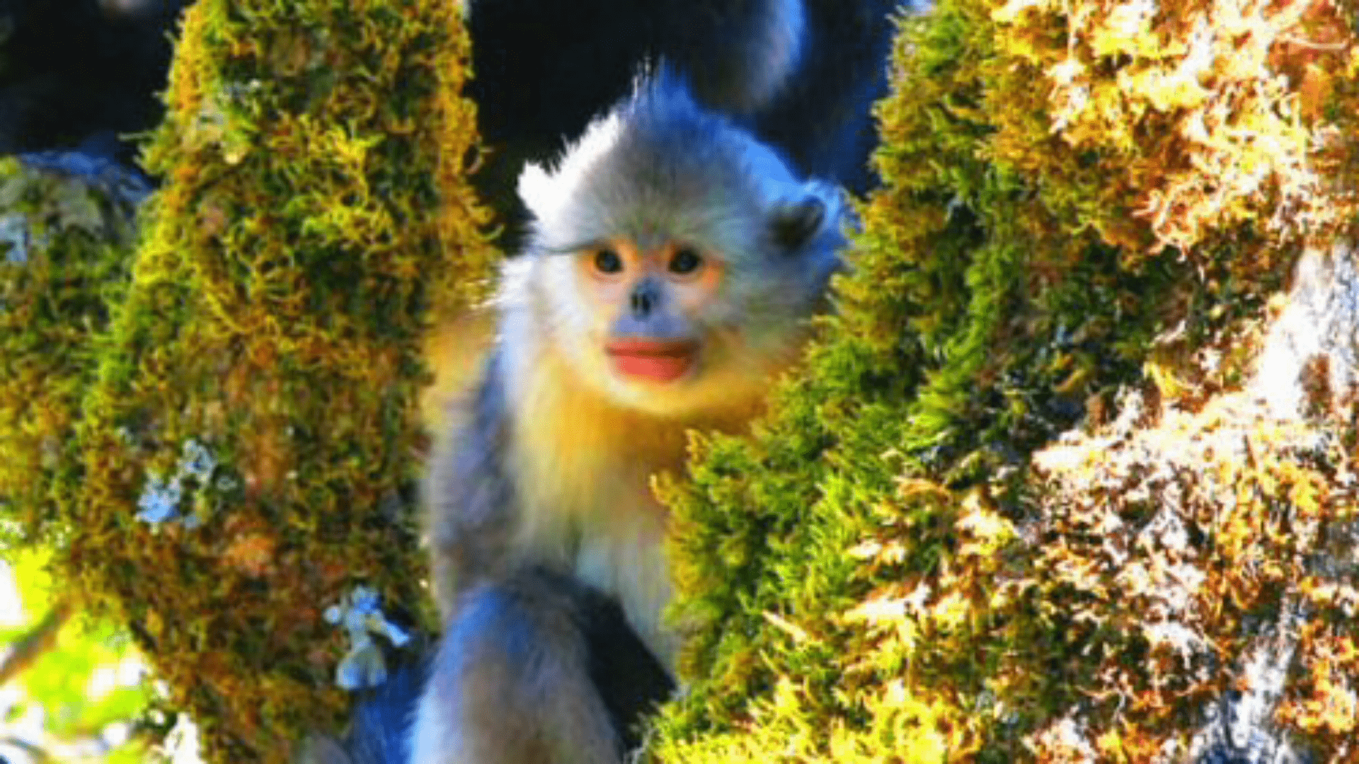 原创会笑的猴子滇金丝猴世界上唯一的最接近人类的红嘴唇动物