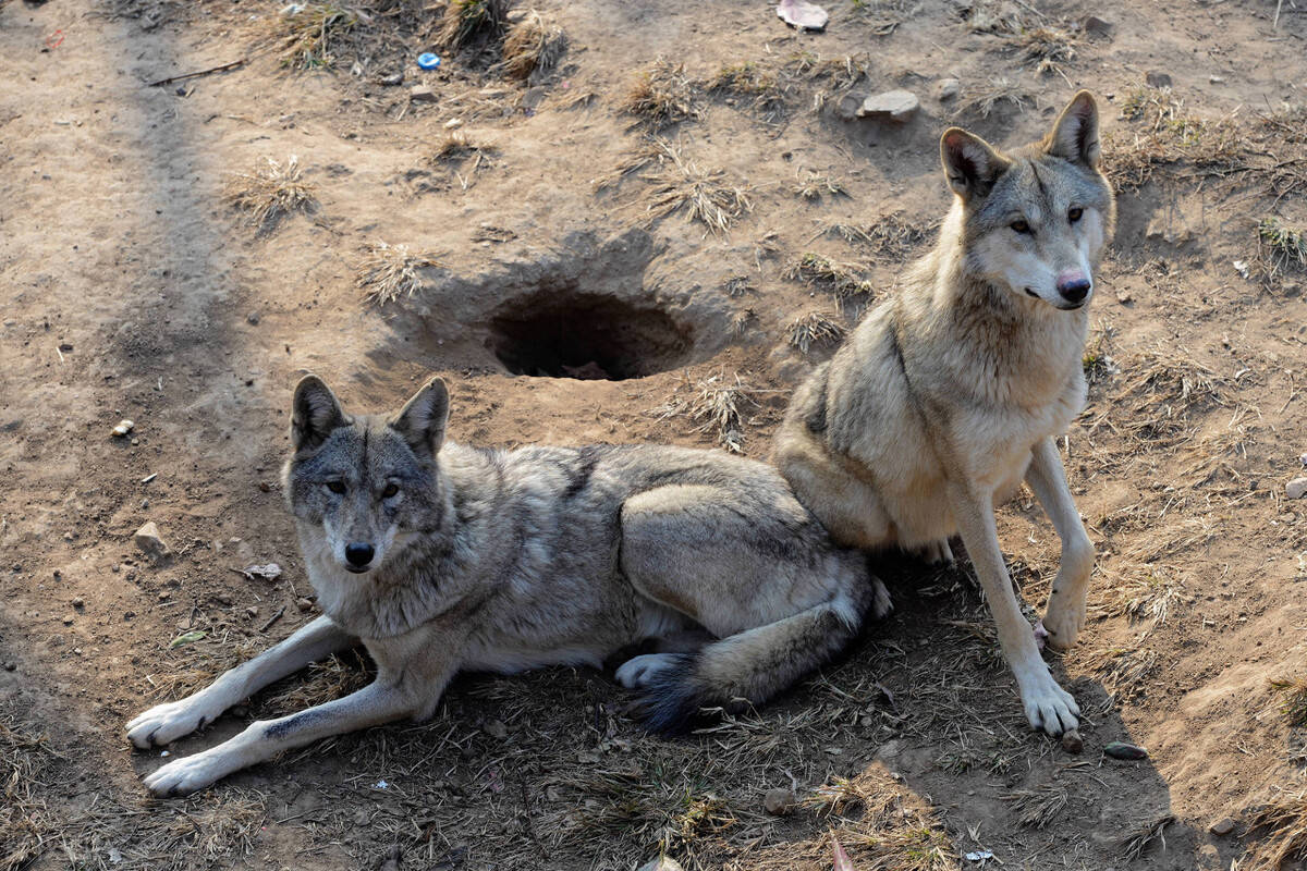 原创又见狼群甘肃6只野狼夜袭羊圈15只羊被咬死为何仍要保护