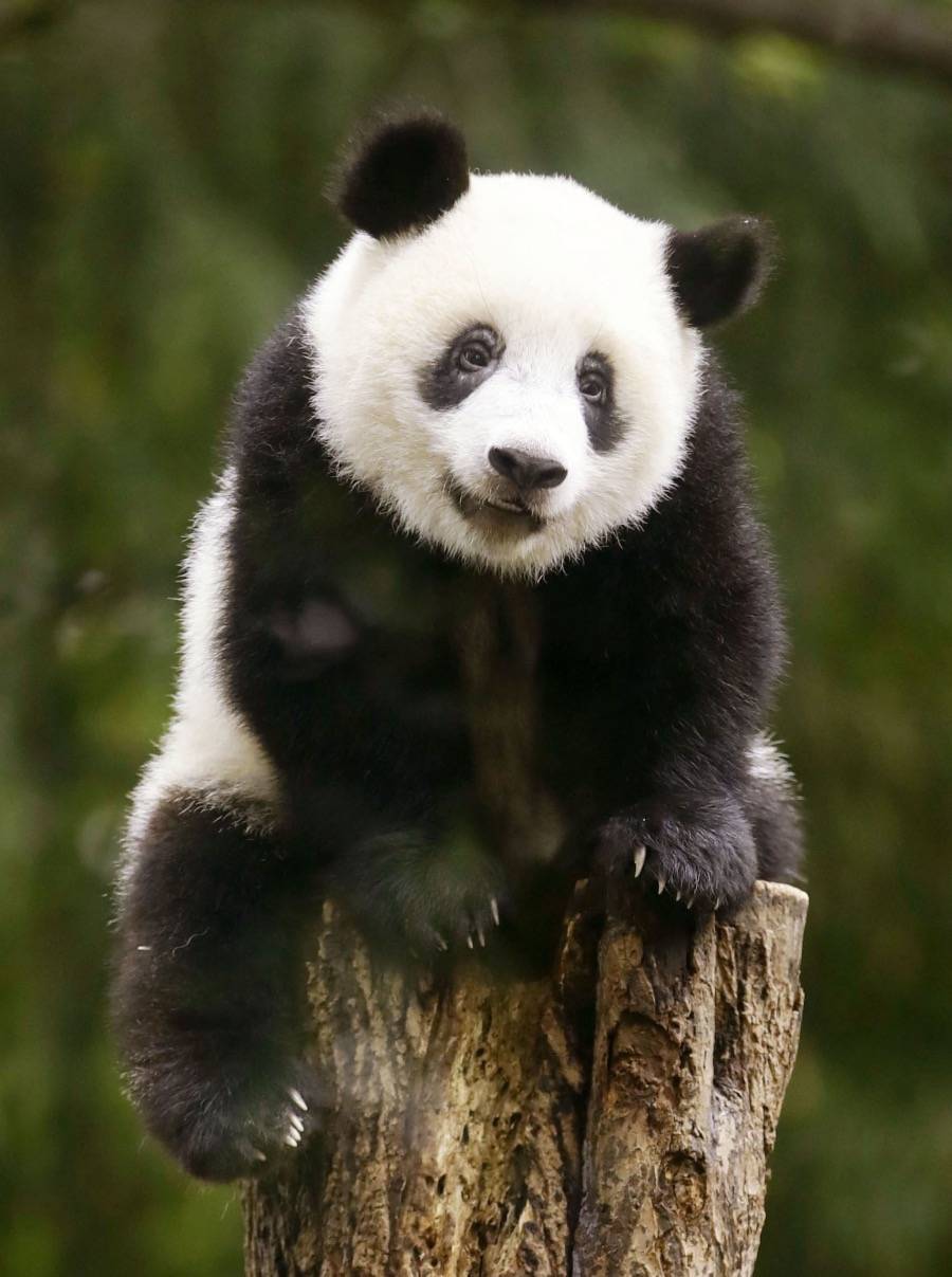 東京上野動物園大熊貓