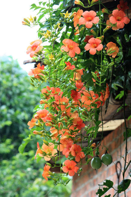 凌霄花叶子发黄怎么办适当光照追施肥料