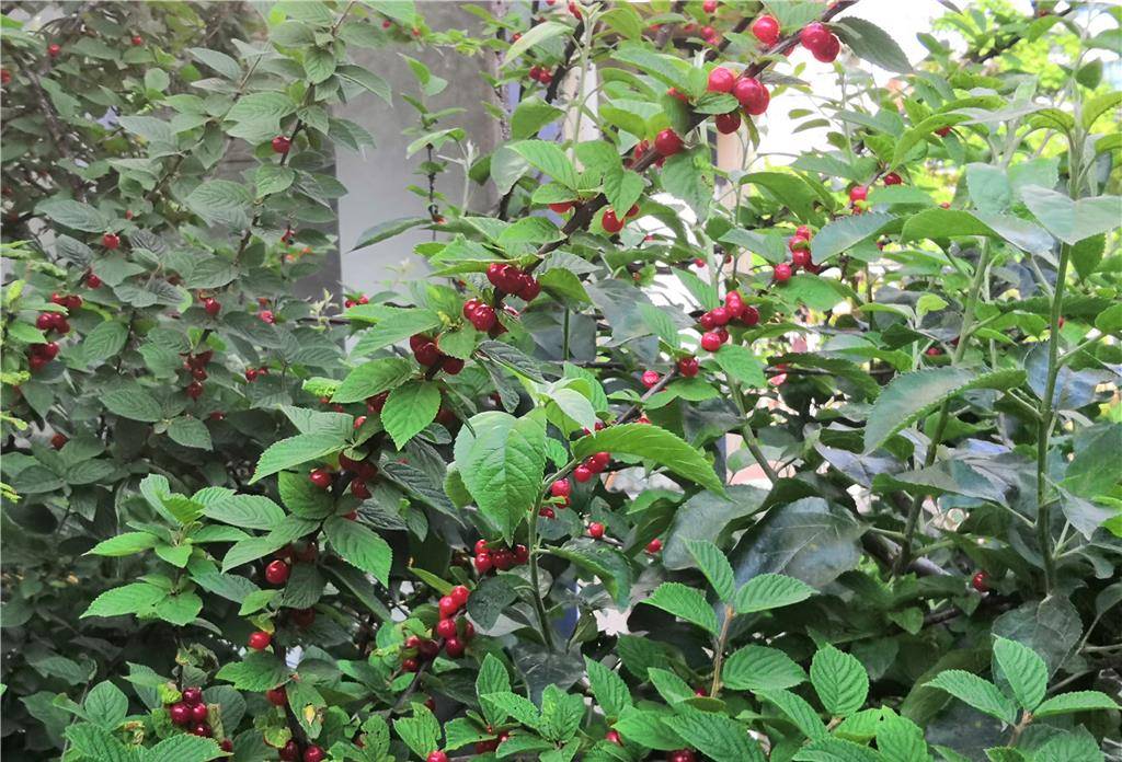 原创东北农村菜园子里的樱桃成熟了摘了一把吃在嘴里甜在心里