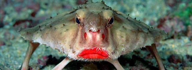 世界上最奇怪的动物有哪些？最后一种动物真的太奇怪了