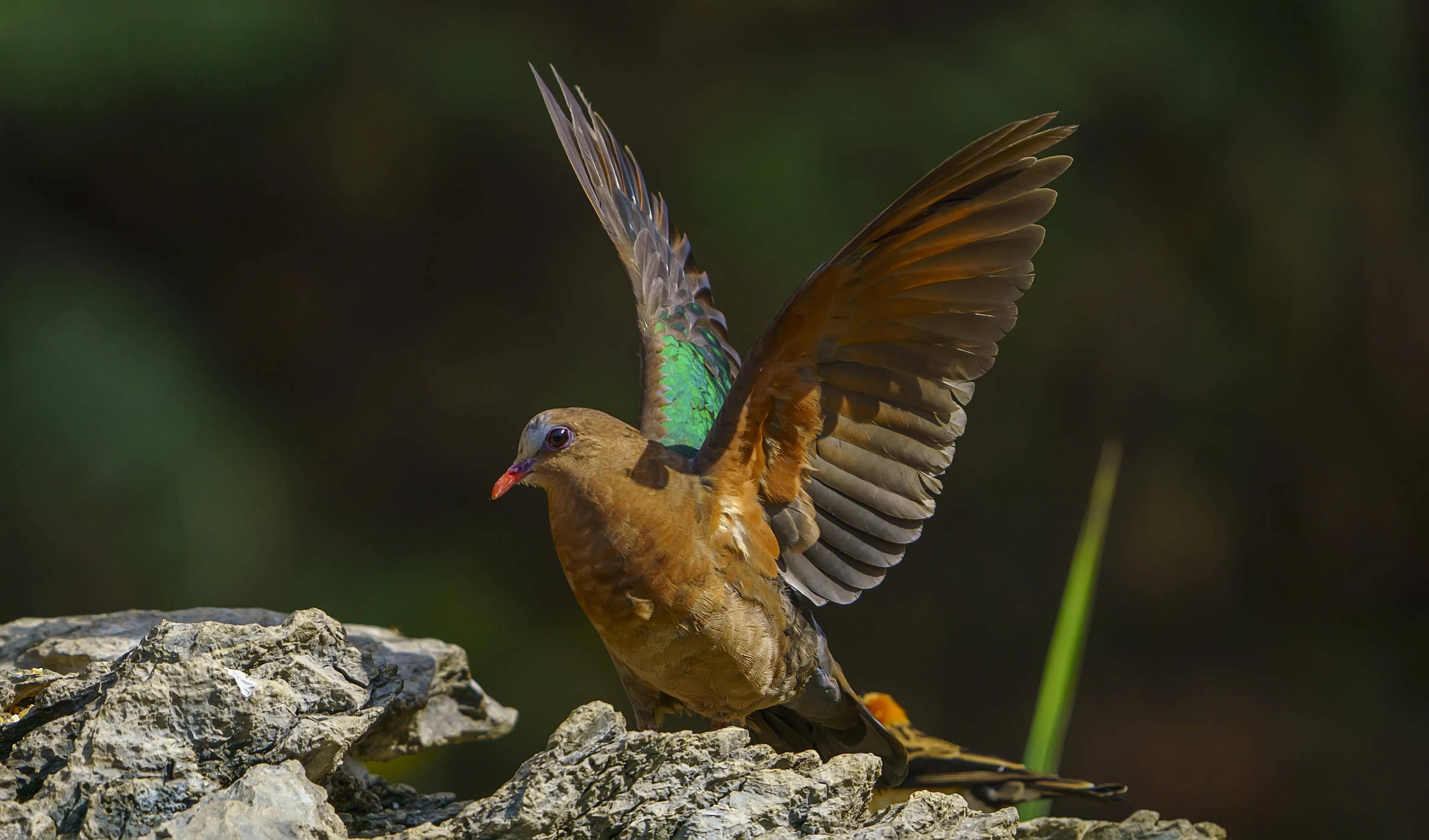 原创东江揽胜一只用尽洪荒之力凹尽各种造型给你拍摄的绿翅金鸠