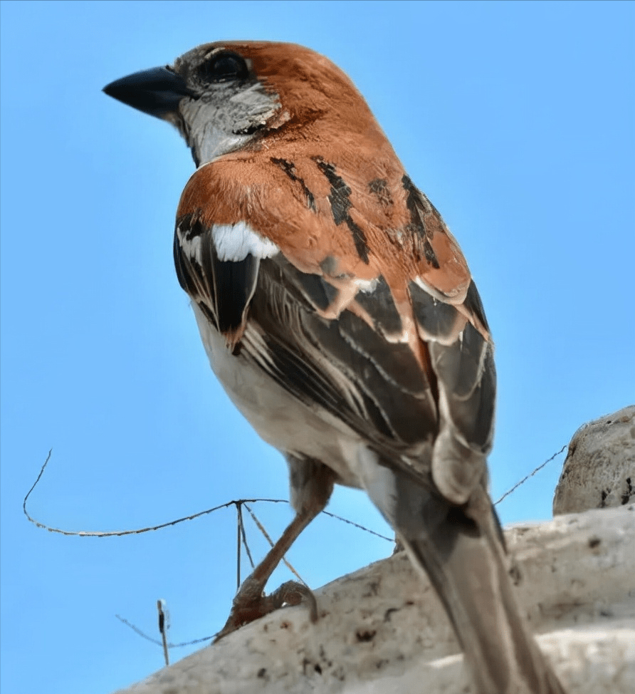 原创东江揽胜天天相见不相识国内五种常见麻雀你能分清吗