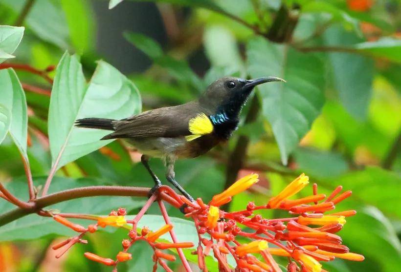 分享图片一紫喉花蜜鸟 极其罕见的花蜜鸟_紫色_雌鸟_感觉