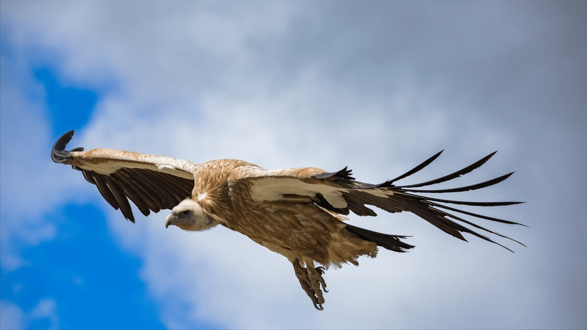 原创超乎想象世界上飞得最高的十种鸟黑白兀鹫11000米撞上飞机