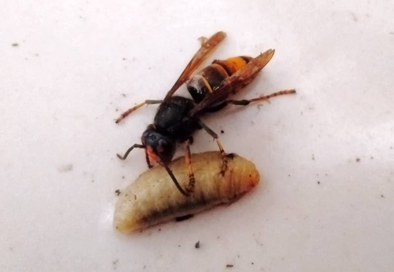 原创寒冬里的马蜂妈妈每天都要丢弃蜂宝宝