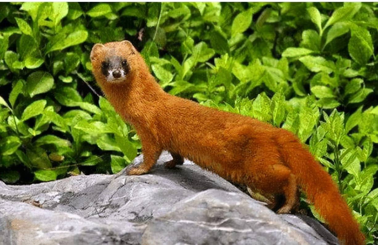 1997年黄鼠狼"讨封"事件,到底是不是真的?_民间_黄大仙_的传说