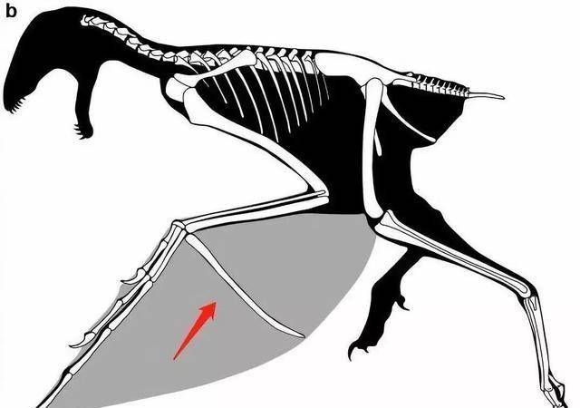 恐龙中的蝙蝠侠长臂浑元龙