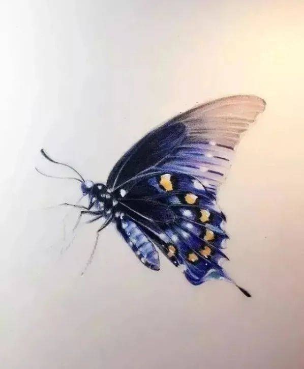 零基础彩铅画入门教程视频|彩铅素描入门自学教程