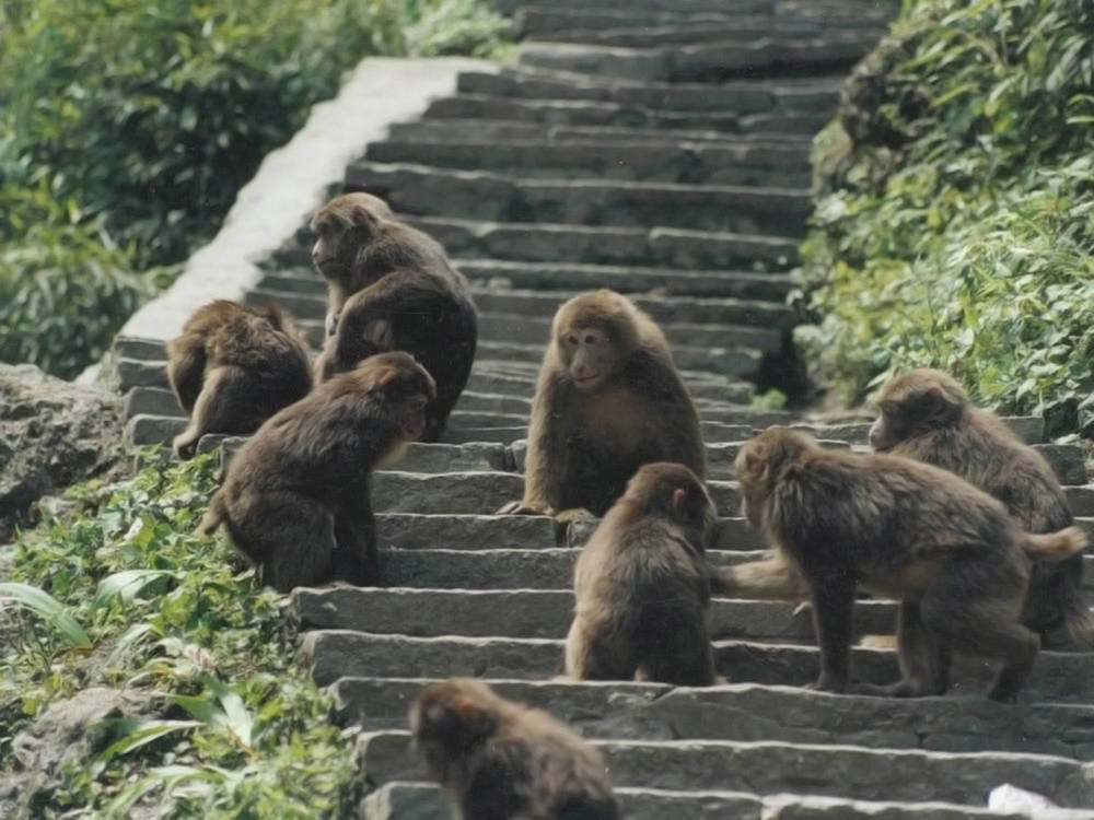 原创广东英德发现大青猴满脸络腮胡脸会变色胆大不怕人