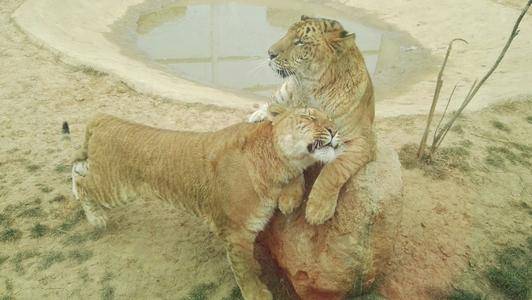 原创狮子和老虎有生殖隔离为什么狮虎兽还能交配生下后代
