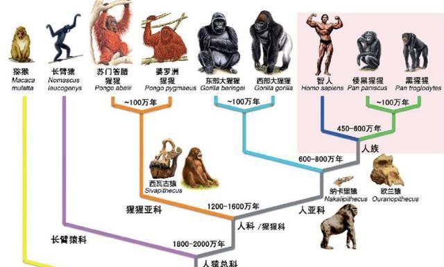 原创为了证明人类可与黑猩猩结合女科学家亲身试验结果怎么样