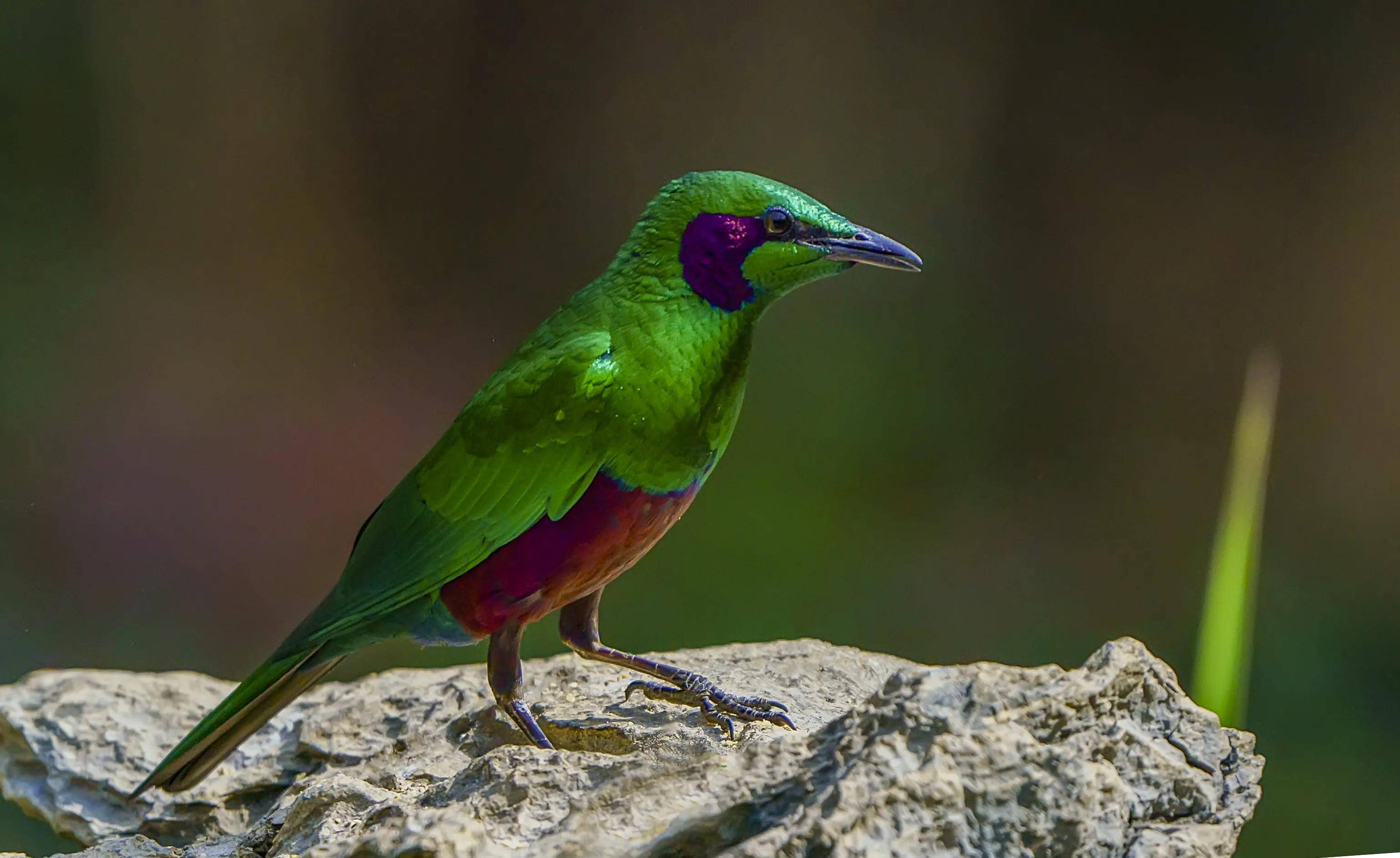 东江揽胜鸟类观察手册27雀形目之椋鸟科