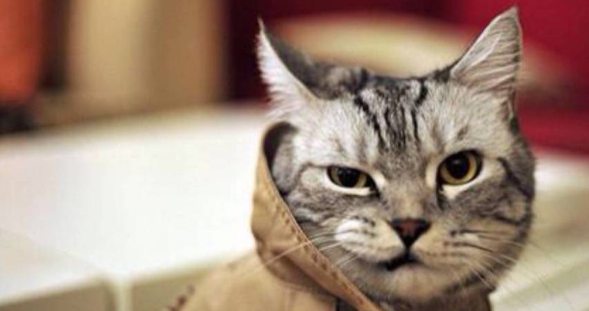 猫大人这么清高的动物你想让他服软的话 如不练上几年真经就别想 教育 小辫 犯错 猫大人这么清高的动物你想让他服软的话 如不练上几年真经就别想 教育 小辫 犯错