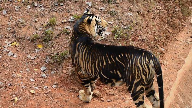 还存在着另一种黑虎,它是由孟加拉虎基因变异而来的