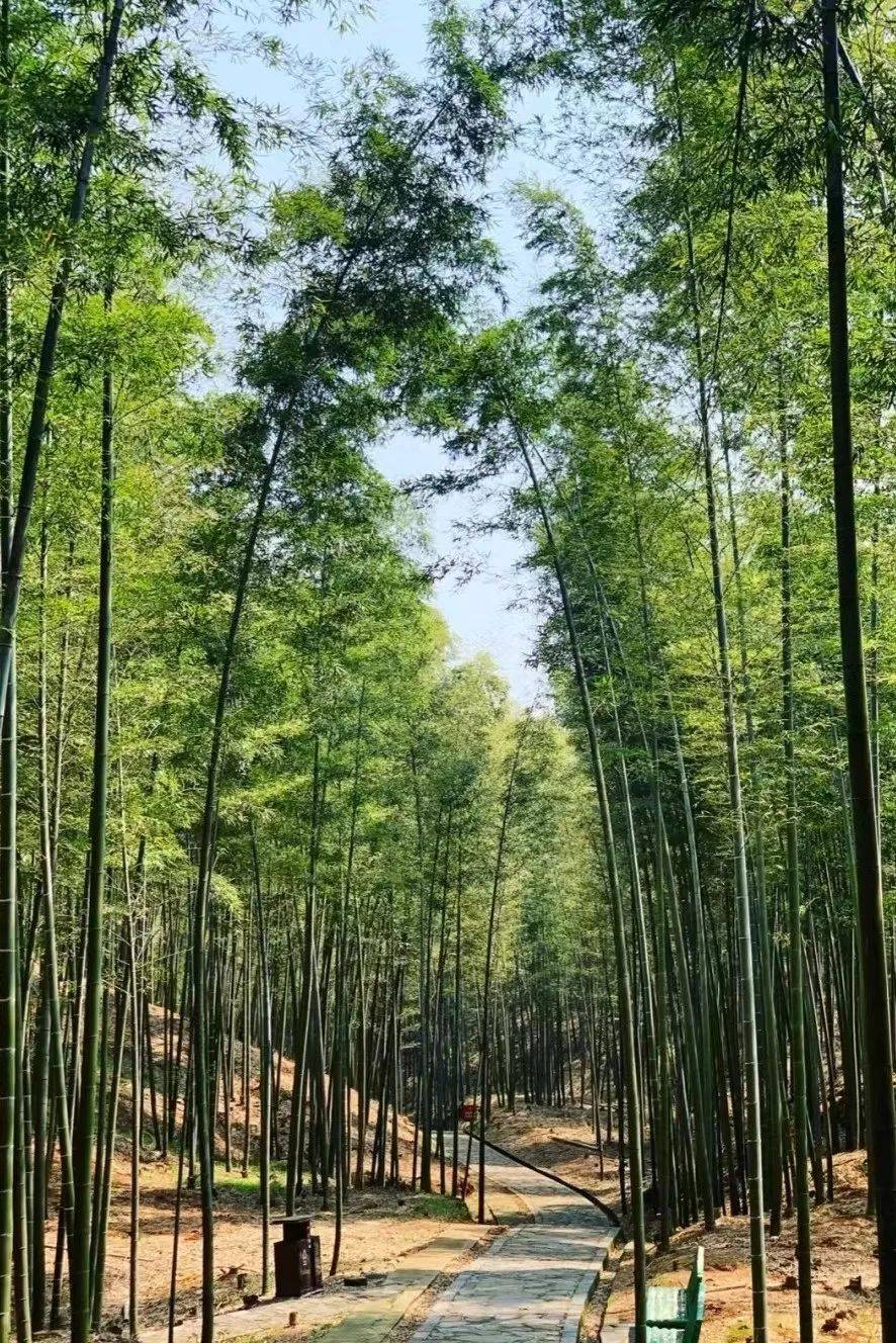 衡阳旅游推荐蔡伦竹海