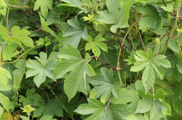 原创农村野草农民都认识夏天野外蛇虫多关键时刻可救命的植物药材