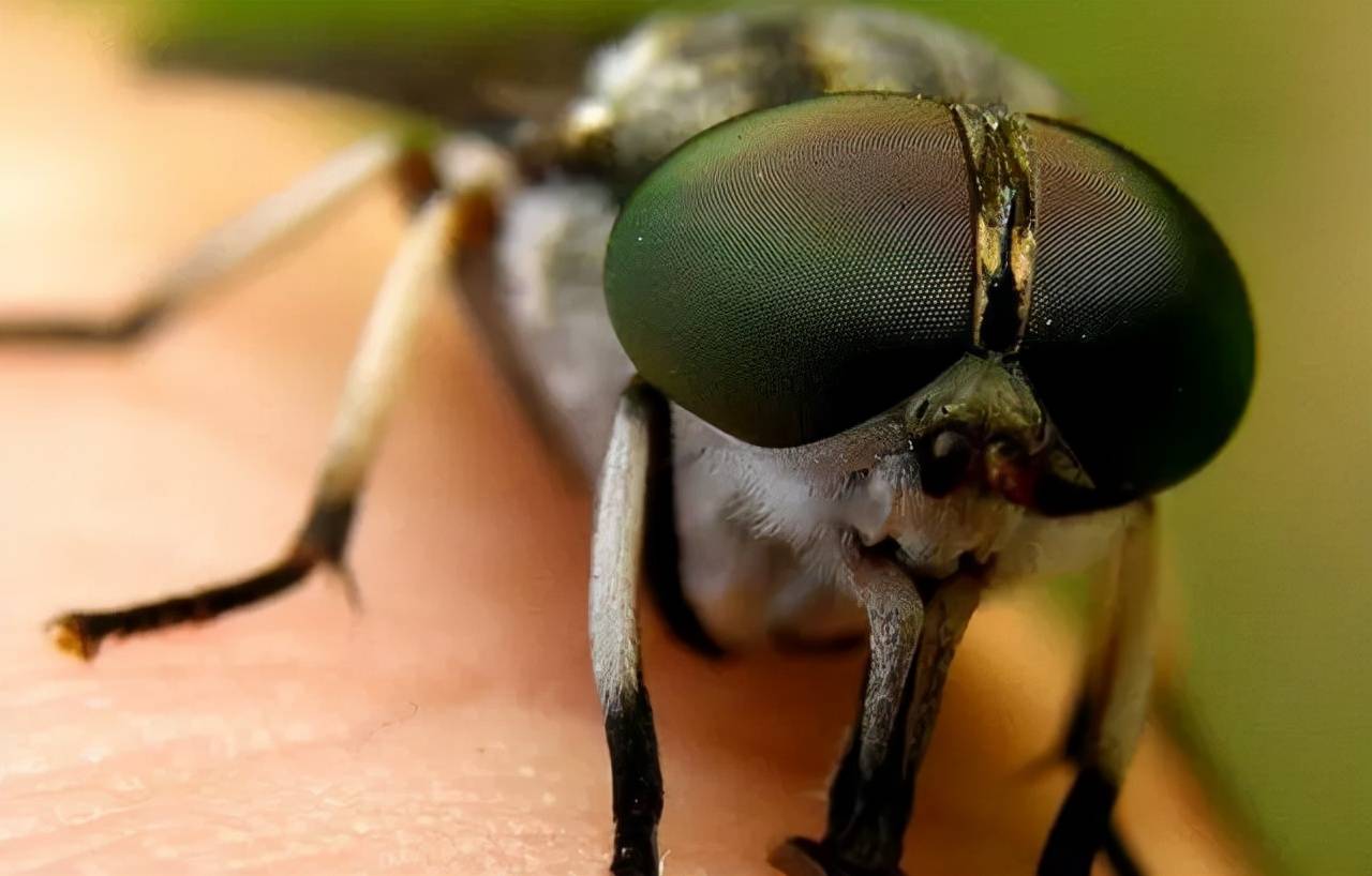 原创春季停止了活动的苍蝇都去哪了原来它们也能度过寒冷的春季