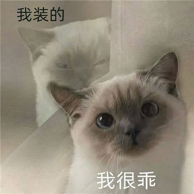 那你报警吧实用小动物表情包合集