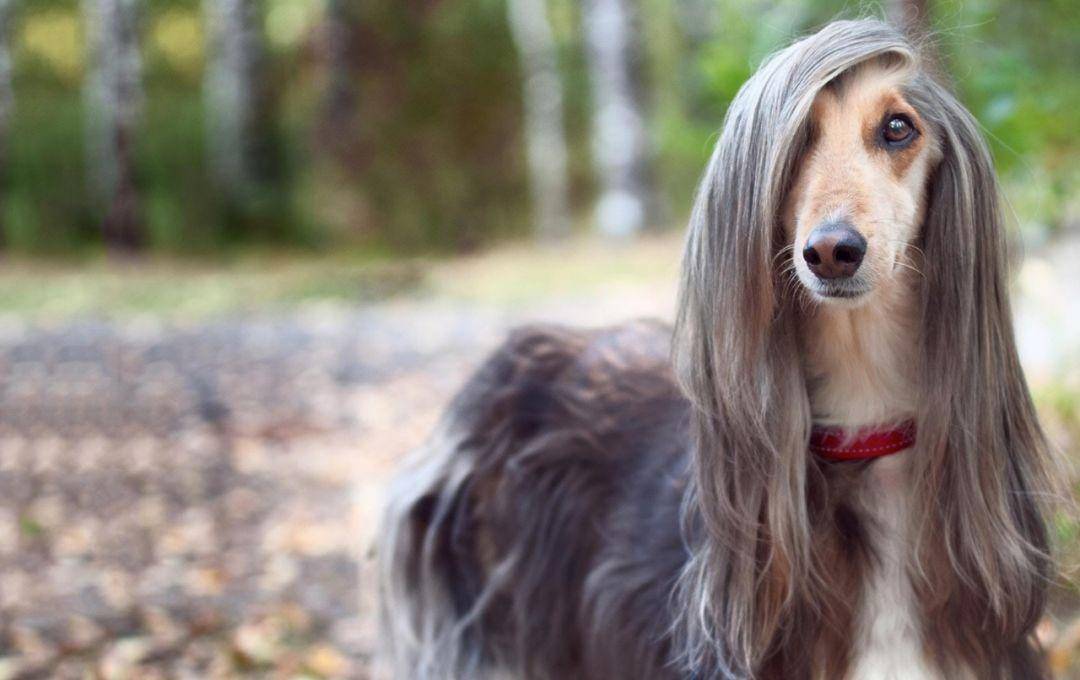 "狗中女神"所属的长头犬,和其他狗真的不一样_猎犬_项圈_牙齿