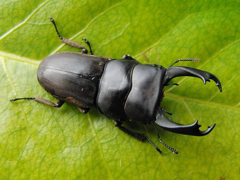 原创武装到牙齿的鹿角虫我劝你别碰它