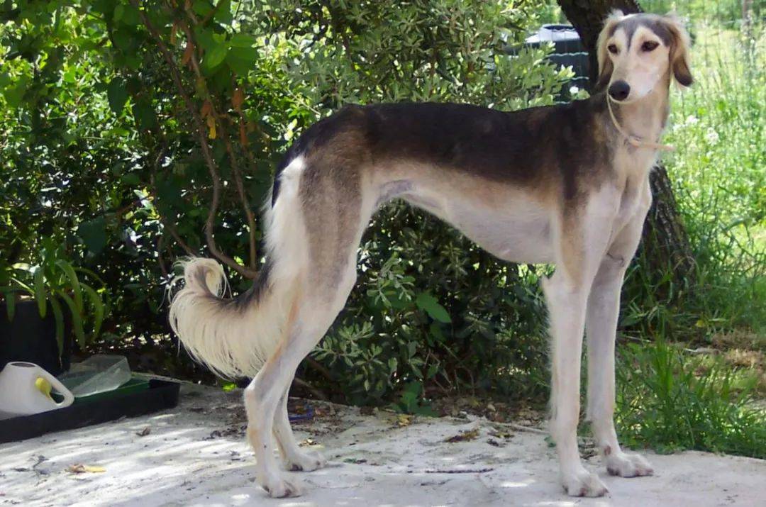 萨卢基猎犬,精致优雅的犬中贵族_中东_品种_人们