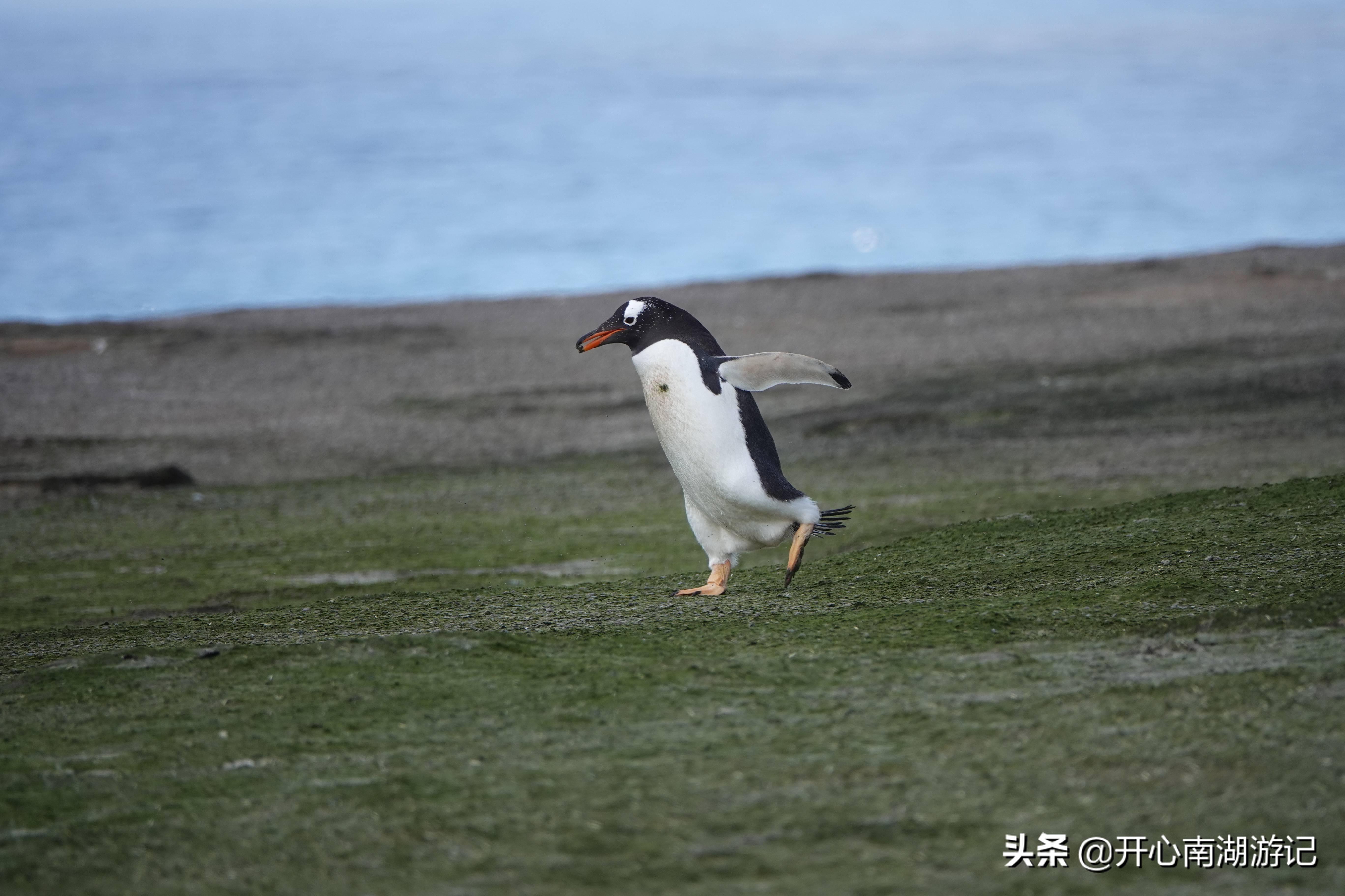 麦哲伦环游记图片