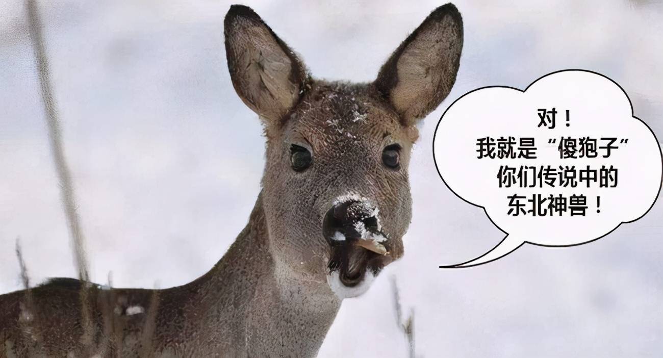 原创世界上最笨的七种动物国宝也上榜了第一竟然是树袋熊