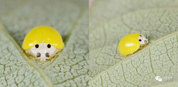 漂亮虫子图片大全图片