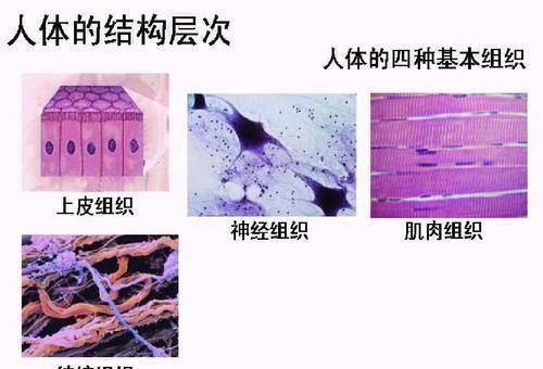 人体四大组织结构图画图片