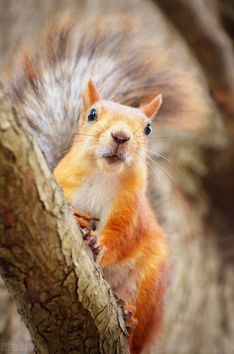 听说你家有花生,我与北美红松鼠的故事_坚果_火狐_疫情