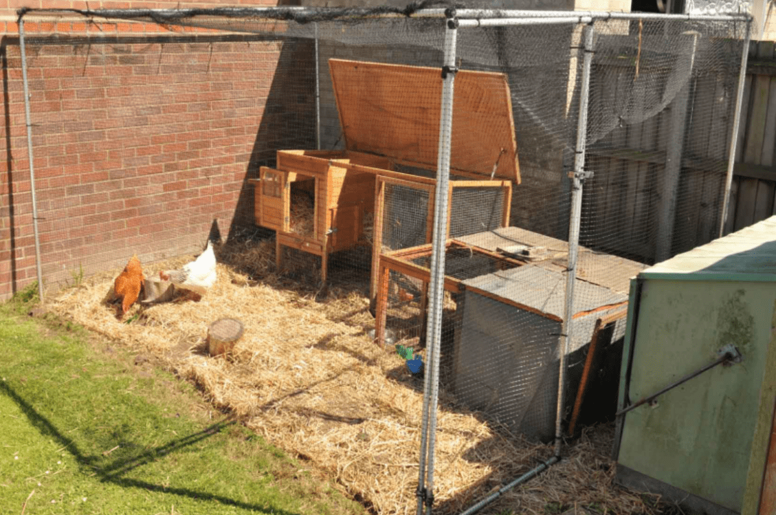 院子里纱网房菜园 养鸡,实现蔬菜水果自由还干净