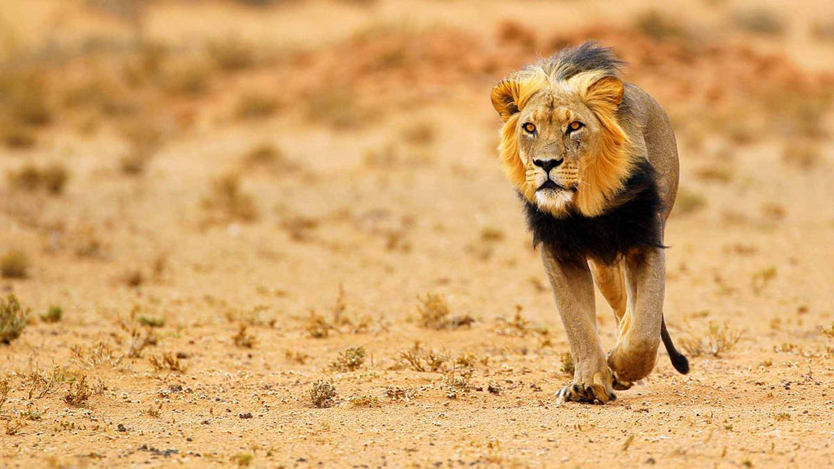 纳米布沙漠狮子图片