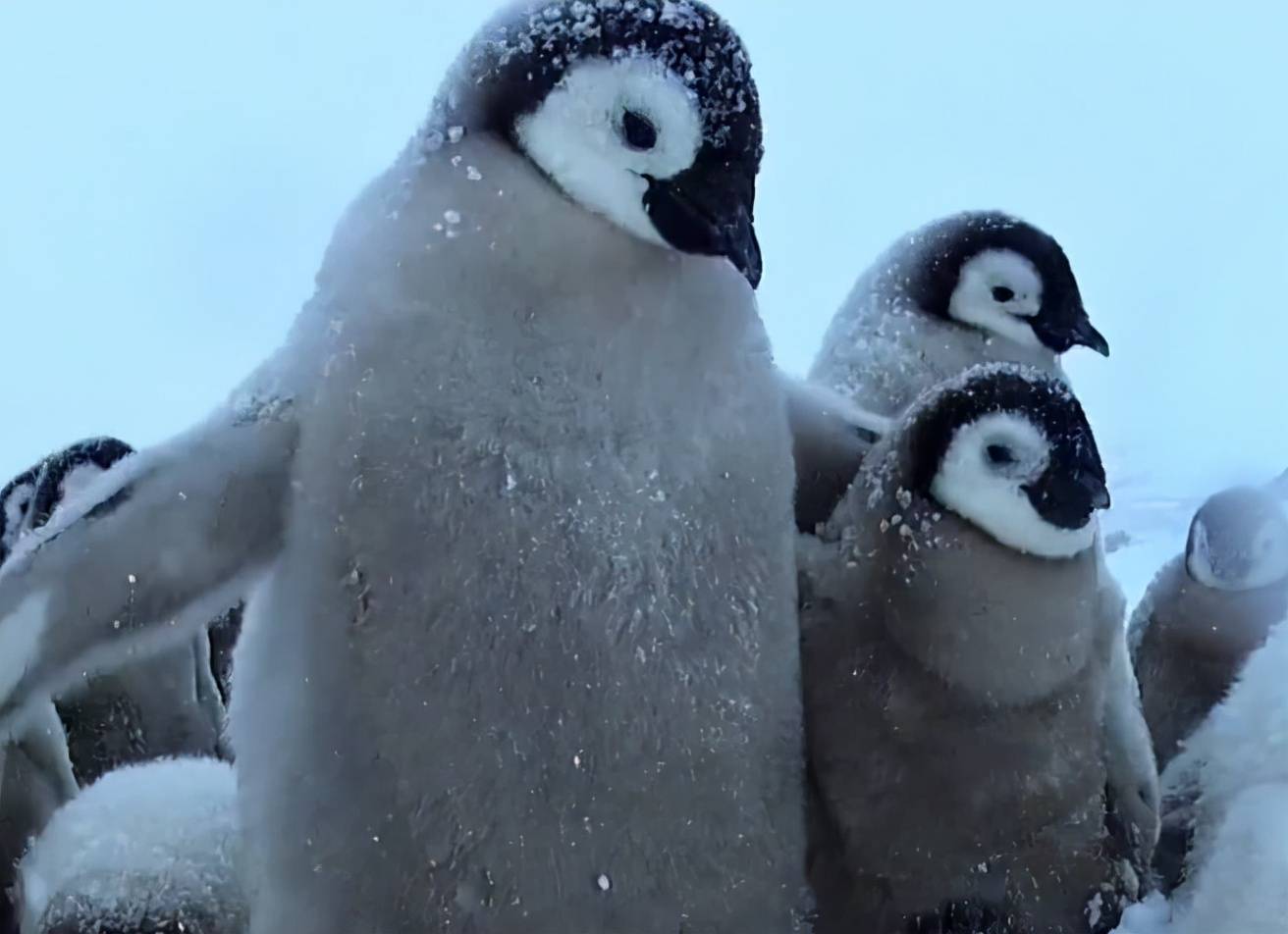 原创小企鹅历险记五个月大就得独自生存简直萌化了