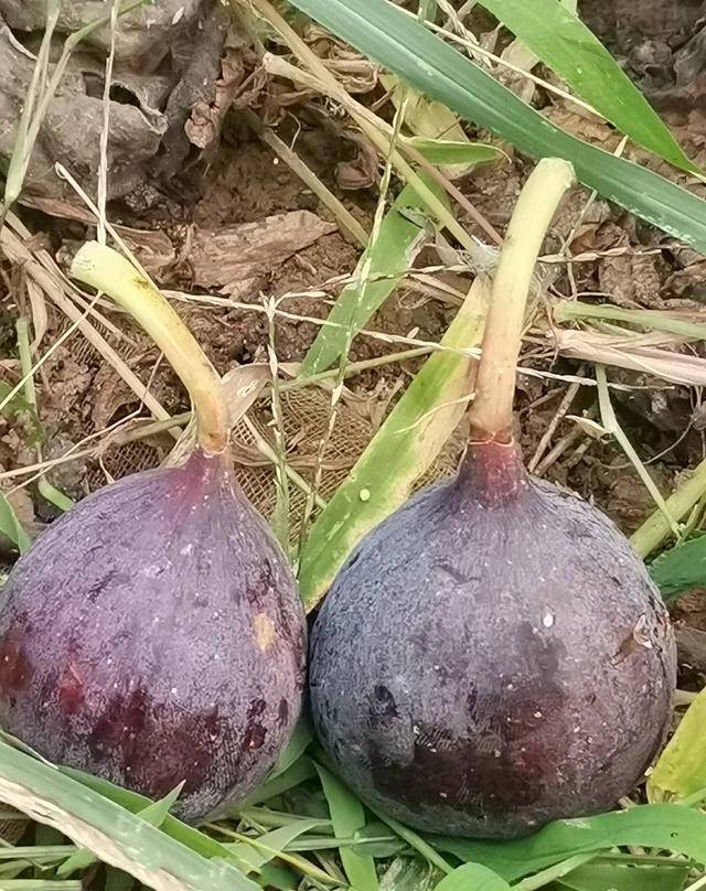 原创漂亮的无花果新贵黑尔无花果一个让人过目不忘的好果子