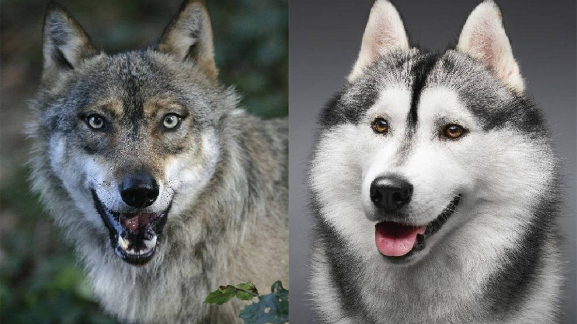 狼vs狗而在狗被人类驯化之前还是属于狼,因为狗是灰狼的一个亚种,而狼