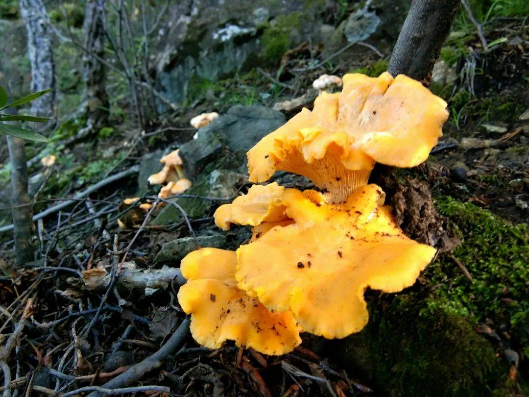 原创全球四大名菌之一有奶香味杏仁味7月就能采摘很多地方都有
