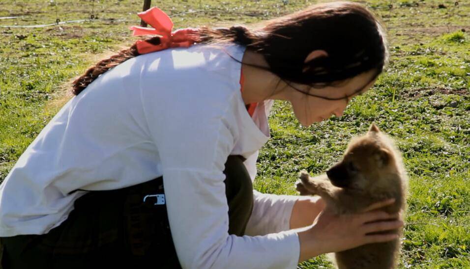 成都"狼女"李微漪:养狼做"儿子",卖房救狼,十年青春无怨悔_格林_电影
